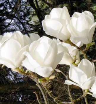 Tulpenmagnolie ALBA SUPERBA 40-50 cm, Cont. 5 l