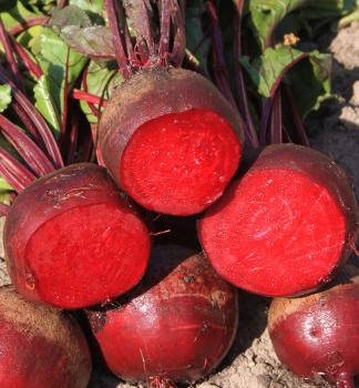 Rote Beete 'DETROIT F1' Packung mit 6 Pflanzen