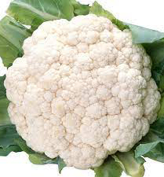 Blumenkohl CHAMBORD F1 6 Stck in einer Multiplatte