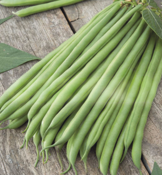 Bohnen �PONGO� 12 Stck in einer Multiplatte