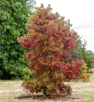 Amberbaum WORPLESDON 110-120 cm, Cont. 5 l