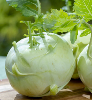 Kohlrabi �QUICKSTAR F1� Packung mit 6 Pflanzen