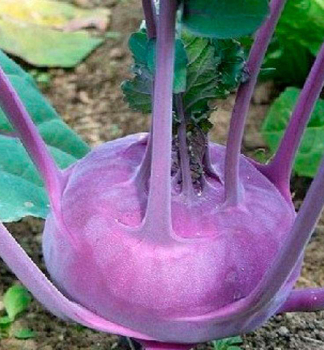 Kohlrabi �UKZA F1� Packung mit 6 Pflanzen