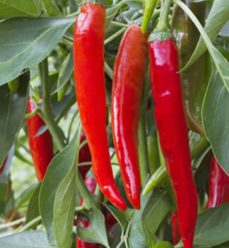 Chili-Paprika �CAYENNA HOT F1� Packung mit 6 Pflanzen