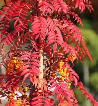 Eberesche AUTUMN SPIRE auf Stamm 120 cm, Cont. 7,5 l