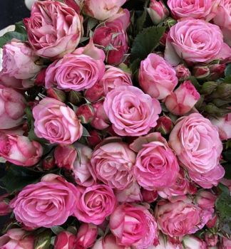 Rose XENIA * ADR, Kordes 2020, Cont. 2 l