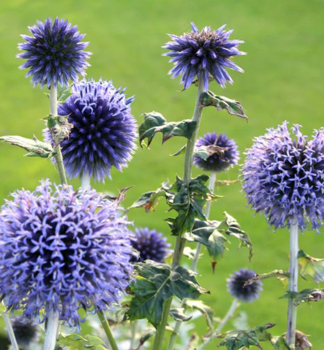 Kugeldistel �VEITCH�S BLUE� Cont. 1 l