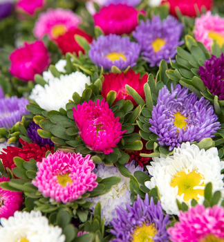 Sommeraster �PRINCIPESSA� Packung mit 4 Pflanzen