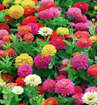 Zinnie, Packung mit 4 Pflanzen