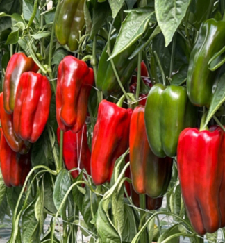 Paprika �FENOMENO F1�, Cont. 0,5 l