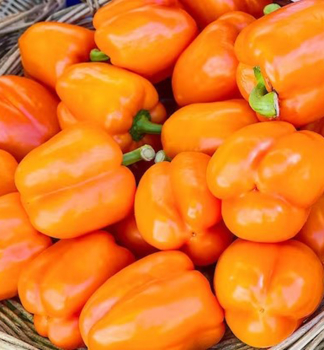 Paprika ARANCIA F1, Cont. 0,5 l