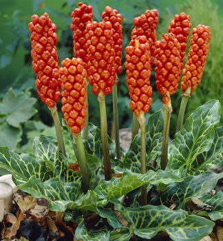 Geaderter Aronstab, Cont. 0,5 l