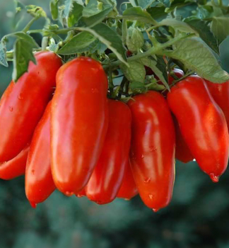 Tomate �SAN MARZANO OSCAR F1�, Cont. 0,5 l