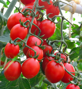 Tomate PRINCIPE BORGHESE Cont. 0,5 l