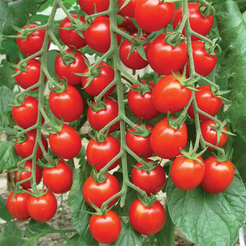 Cherrytomate �PAKI�, Cont. 0,5 l