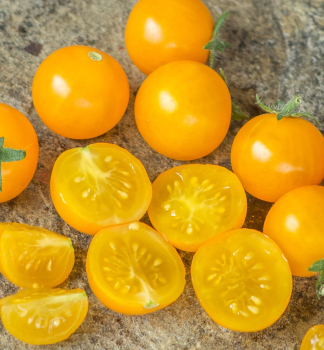 Tomatenstift Kirsche �HINOKI F1�, Cont. 0,5 l