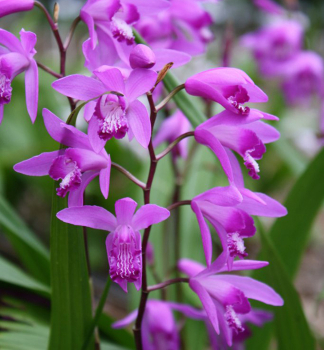 Japanorchidee (Bletilla striata), Cont. 0,5 l