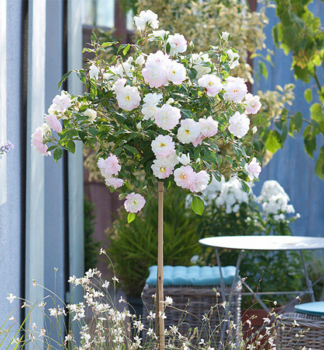 Stammrose ALINA STARLET*** auf Stamm 120 cm, Cont. 7 l