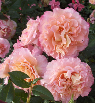 Stammrose AUGUSTA LUISE ***** auf Stamm 100 cm, Cont. 7 l