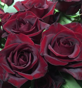 Gro�blumige Buschrose �BLACK MAGIC�� ** Tantau, Cont. 2 l