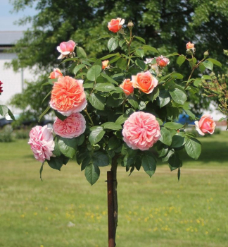 Stammrose �CHIPPENDALE�� *** auf Stamm 100 cm, Cont. 7 l