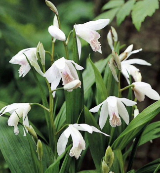 Japanorchidee (Bletilla striata) �ALBA� Cont. 0,5 l