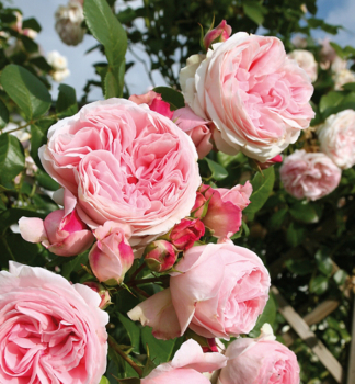 Rose GARTENTRUME ***** Tantau, Cont. 2 l