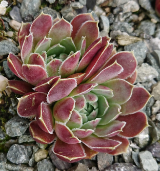 Obrzok (3)