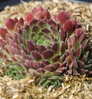 Hauswurz SCORPIUS Cont. 0,5 l