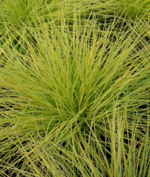Obrzok (4)