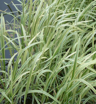 Wasserschwaden VARIEGATA, Cont. 0,5 l