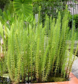 Gew�hnlicher Tannenwedel (Hippuris vulgaris), Cont. 0,5 l