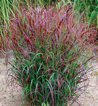 Rutenhirse SQUAW SELECT Cont. 0,5 l