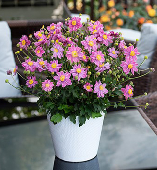 Anemone �LITTLE BREEZE SWEET� cont. 1 l