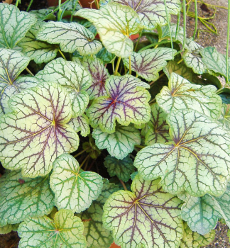 Purpurglckchen VENUS Cont. 0,5 l
