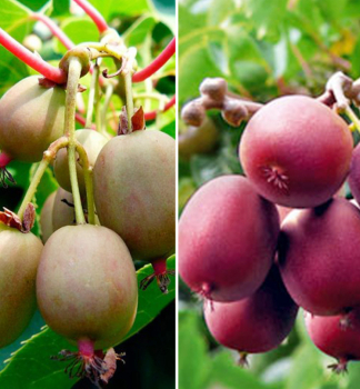 Mini-kiwi KENS RED+WEIKI 130-140 cm, Cont. 17 l