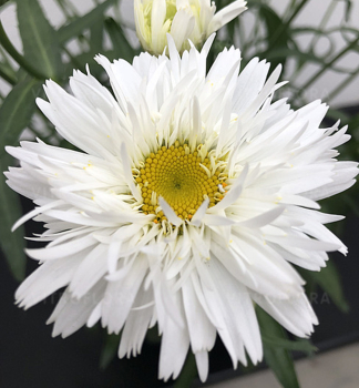 Groblumige Margerite SWEET DAISY REBECCA, Cont. 0,5 l