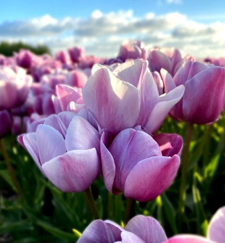 Tulpe BLUE HEAVEN Packungsinhalt 5 St.