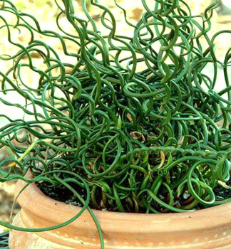 Flatter-Binse �SPIRALIS� Cont. 0,5 l