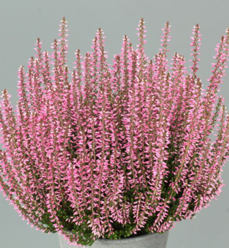 Besenheide RITA, Cont. 0,5 l