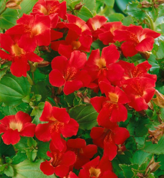 Gauklerblume BONFIRE RED Cont. 0,5 l