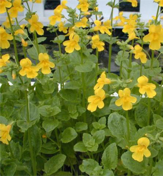 Gauklerblume, Cont. 0,5 l