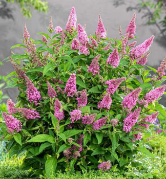 Sommerflieder BUTTERFLY CANDY LITTLE PINK 20-30 cm, Cont. 2,5 l