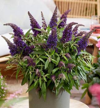 Sommerflieder �BUTTERFLY CANDY� LITTLE PURPLE� 15-20 cm, Cont. 2,5 l