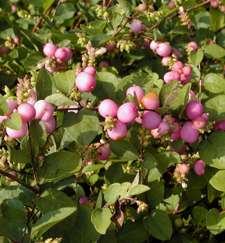 Amethystbeere MAGIC BERRY 90-100 cm, Cont. 2,5 l