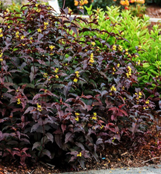 Diervilla TROJA BLACK 60-70 cm, Cont. 4 l