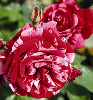 Buschrose DEEP IMPRESSION * Tantau, Cont. 2 l