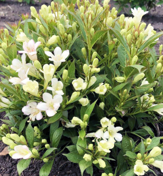 Weigelie PICOBELLA BIANCO 10-15 cm, Cont. 1,4 l