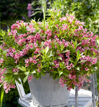 Weigelie PICOBELLA ROSA 50-60 cm, Cont. 2 l