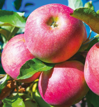Apfel DIMA Unterl. M26, 100-120 cm, Cont. 3 l